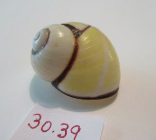 Polymita Spectacular Shell 30.  39 Mm Gorgeous Odd Shape Rare