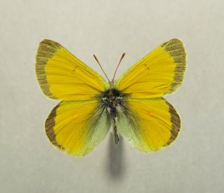Pieridae Colias Boothii Lydia A1 Male Canada Bc Muskwa Foothills Very Rare