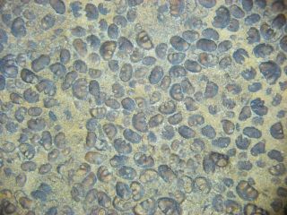 Silurian Rare Ostracod Fossil Mass Mortality Slab Awesome Mifflintown Fm (lgel)