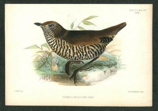 1855 Antique Pzs Hand - Colored Bird Print Proceedings Of The Zoological Society B