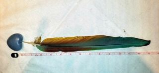 Ultra Rare Shamrock Macaw Tail Feather