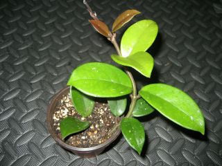 Rare Hoya Cv Light Well Rooted House Plant 3.  5 " Pot Pink Flowers Gift