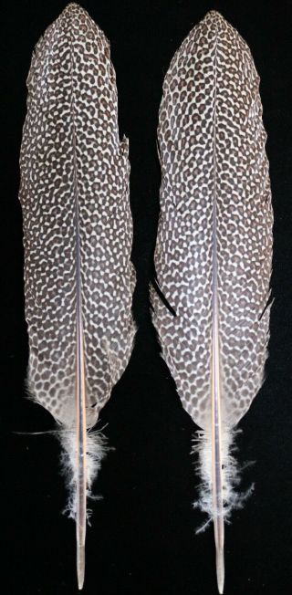 Argus Pheasant Tail Center Support Feathers,  Rare.  Fly Tying,  Crafts,  14 1/2