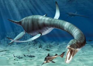Rare HUGE Plesiosaur tooth Dinosaur teeth fossil Morocco Plesiosaurus teeth 3