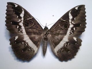 Real Butterfly/insect/moth Set - Spread B5231 Rare Large Day Moth Java Island 9 Cm