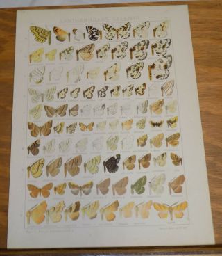 1913 Antique Color Print/butterflies/genus Xanthabraxas - Selenia/87 Illustrations