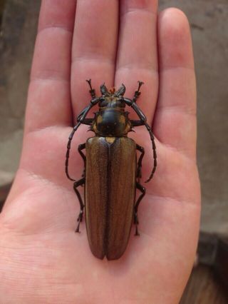 Coleoptera Prionidae Callipogon Relictus Female/a1,  / 74 Mm / Russia / Rare