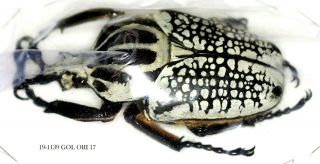 Insect Beetle Coleoptera Cetoniidae Goliathus Orientalis - Rare 1139 Gol Ori 17