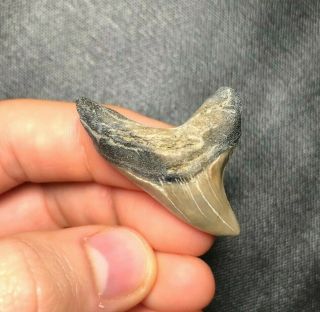 Rare 1.  65 " Giant Thresher Shark Tooth Teeth Fossil Sharks Necklace Jaws Jaw