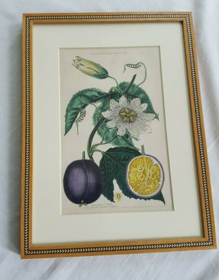 Antique Framed Hand Colored Botanical Passion Fruit Passiflora Edulis 12 " X9 "