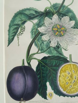 Antique Framed Hand Colored Botanical Passion Fruit Passiflora Edulis 12 