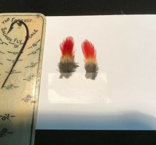 Brazilian Tanager Indian Crow Sub Feathers Salmon Fly Tying Flies Rare