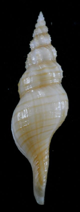 Formosa/seashell/granulifusus Discrepans 52.  5mm.  Rare