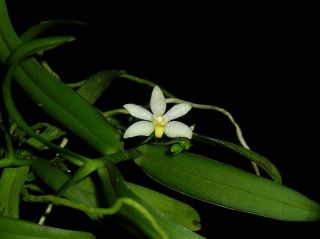 Orchid Species Rare Orchid Thrixspermum Trichoglottis Blooming Size 1 Plant