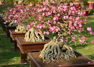((rare))  Adenium Thai Socotranum Desert Rose Plant Bonsai Decor Phyto