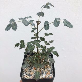 Boswellia Dioscoridis (grown From Seed) - Rare - Frankincense - Burseraceae