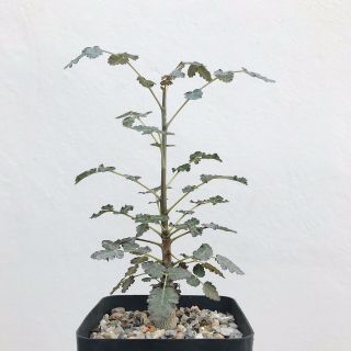 Boswellia Dioscoridis (Grown from seed) - Rare - Frankincense - Burseraceae 2