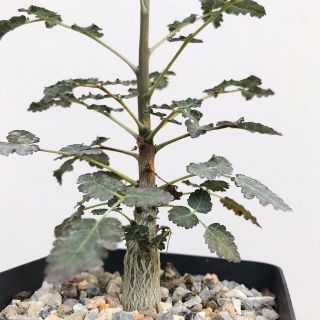 Boswellia Dioscoridis (Grown from seed) - Rare - Frankincense - Burseraceae 3