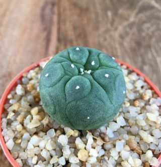 Astrophytum " Diffusa " Grow From Seedling 2years Size3.  0cm Nice&rare Cactus