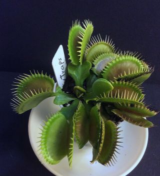 Carnivorous Plants Venus Flytrap “plenty Traps” (extremely Rare)