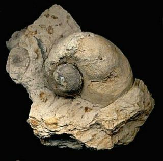 Extinctions - Rare Gastropod Snail Fossil From Pennsylvania - Wavellite Locality
