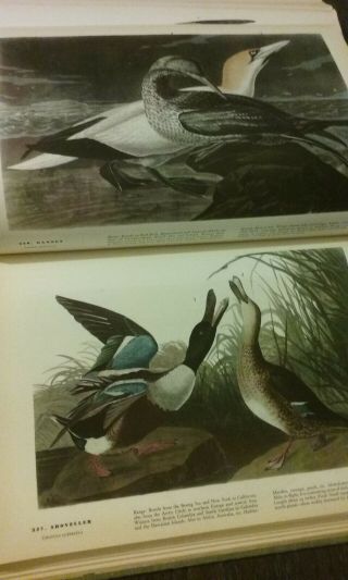 John James Audubon - The Birds Of America - 1937 Printing - Color Plates - Rare