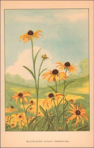 Black Eyed Susan,  Flower,  Botantical By Simonsen,  Vintage Print Authentic 1926