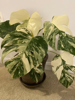 Rare Variegated Monstera Borsigiana Albo Sprouting Rooted Cutting. 3