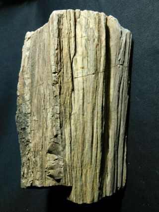 Perfect Bark A Huge 225 Million Year Old Petrified Wood Fossil Utah 6811gr E