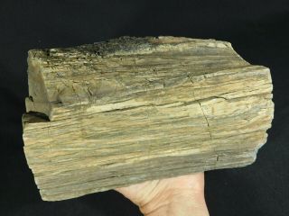 Perfect BARK A HUGE 225 Million Year Old Petrified Wood Fossil Utah 6811gr e 2