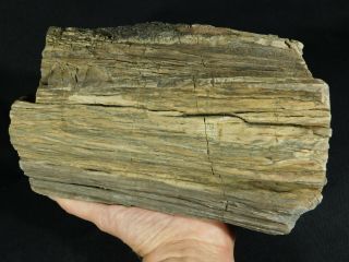 Perfect BARK A HUGE 225 Million Year Old Petrified Wood Fossil Utah 6811gr e 3