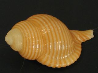 Very Rare Beauty.  Gelagna Pallida 31mm Indonesia Seashell