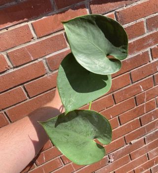 Amydrium Humile - Rare Aroid - Glaucous Leaves - Blooming Size