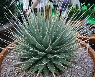 Agave Utahensis Eborispina Exotic Succulent Rare Cacti Seed Plant Aloe 100 Seeds