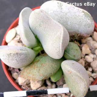 Adromischus Marianiae Hallii Cv.  " White Beetle” Extra Rare Succulent Plant 6/10