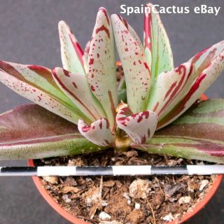 Lenophyllum Guttatum " Red Variegate " Big Size On Rare Succulent Plant 6/10