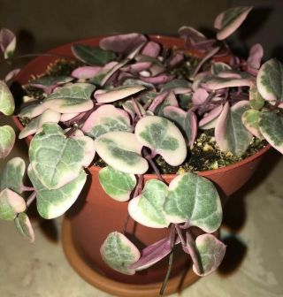 Rare Variegated String Of Hearts Ceropegia Woodii Variegata Trailing Healthy