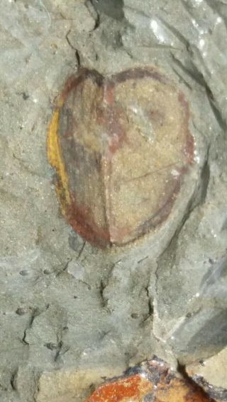 Rare Specimen Skania,  Lower Ordovician Fezouata Morocco