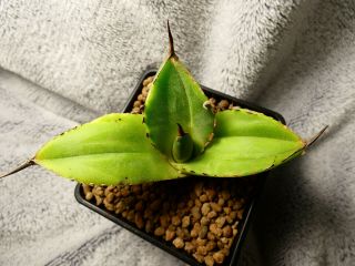 Agave Titanota / Selected Plant - Excelent Green Apple Colour / Rare Plant