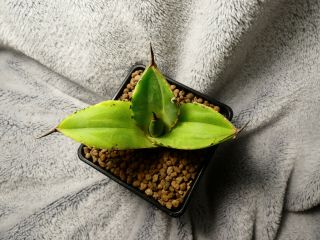 Agave titanota / selected plant - excelent green apple colour / rare plant 3