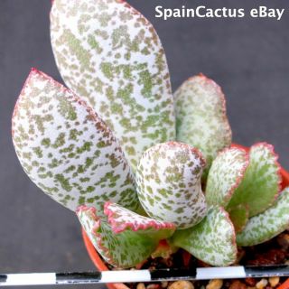 Adromischus Schuldtianus Ssp.  Schuldtianus “spotted” Rare Succulent Plant 15/9