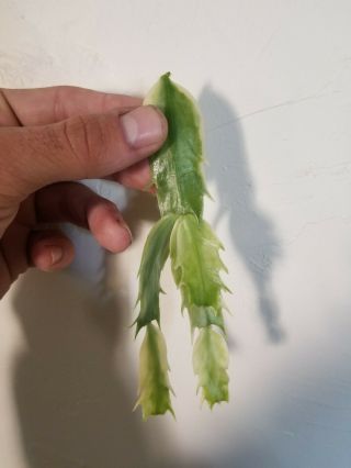 Variegated Schlumbergera Madame Butterfly Rare Cactus 1 Cutting Unrooted