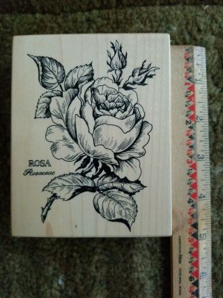 Rare Psx K - 023 Rosa Flower Botanical Rosaceae Rubber Stamp Rose