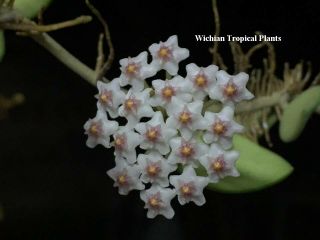 Hoya Nummularioides,  Rooted Plant Of Hoya,  Fragrant Flowers,  Rare