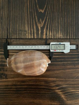 1 132.  4mm Extremely Rare Giant Size Cypraea Cervus Floida Seashell