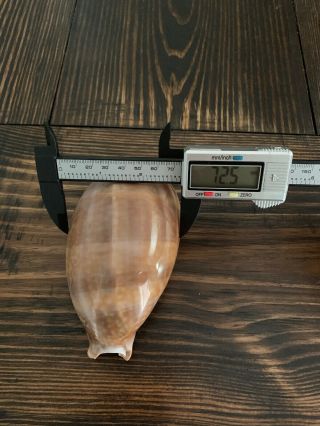 1 132.  4mm EXTREMELY RARE GIANT SIZE Cypraea Cervus Floida Seashell 2