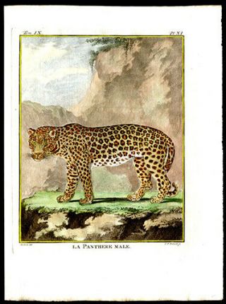1783 Histoire Naturelle By Comte De Buffon Hand - Colored Engraving The Panther