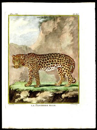 1783 Histoire Naturelle by Comte de Buffon Hand - Colored Engraving The Panther 2