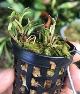 Dendrobium cuthbertsonii ‘Cream’ X ‘Yellow’ Mini - compot Rare Orchid Species 2