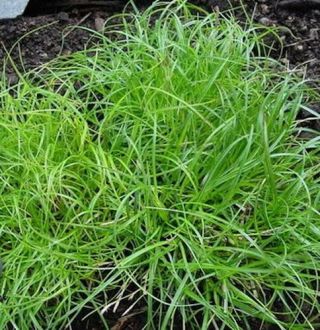 10 Plants Miniature Carex - Rare Japanese Sedge Grass For Shade – Evergreen